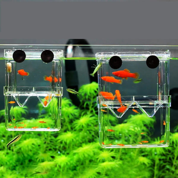 Aquarium Fish Breeder Box - Double Hatching Incubator & Isolator